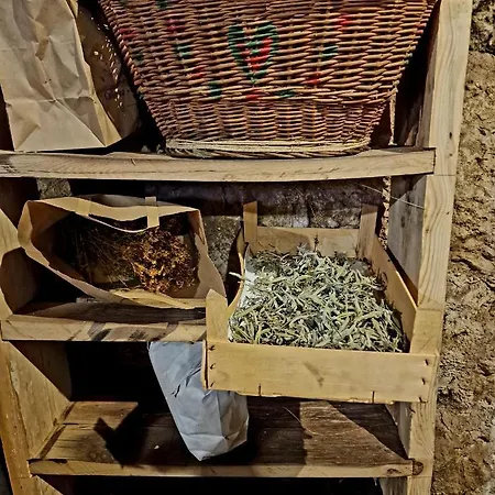 Ramonda Serbica- Peaceful Retreat In Sicevo Gorge * Nis